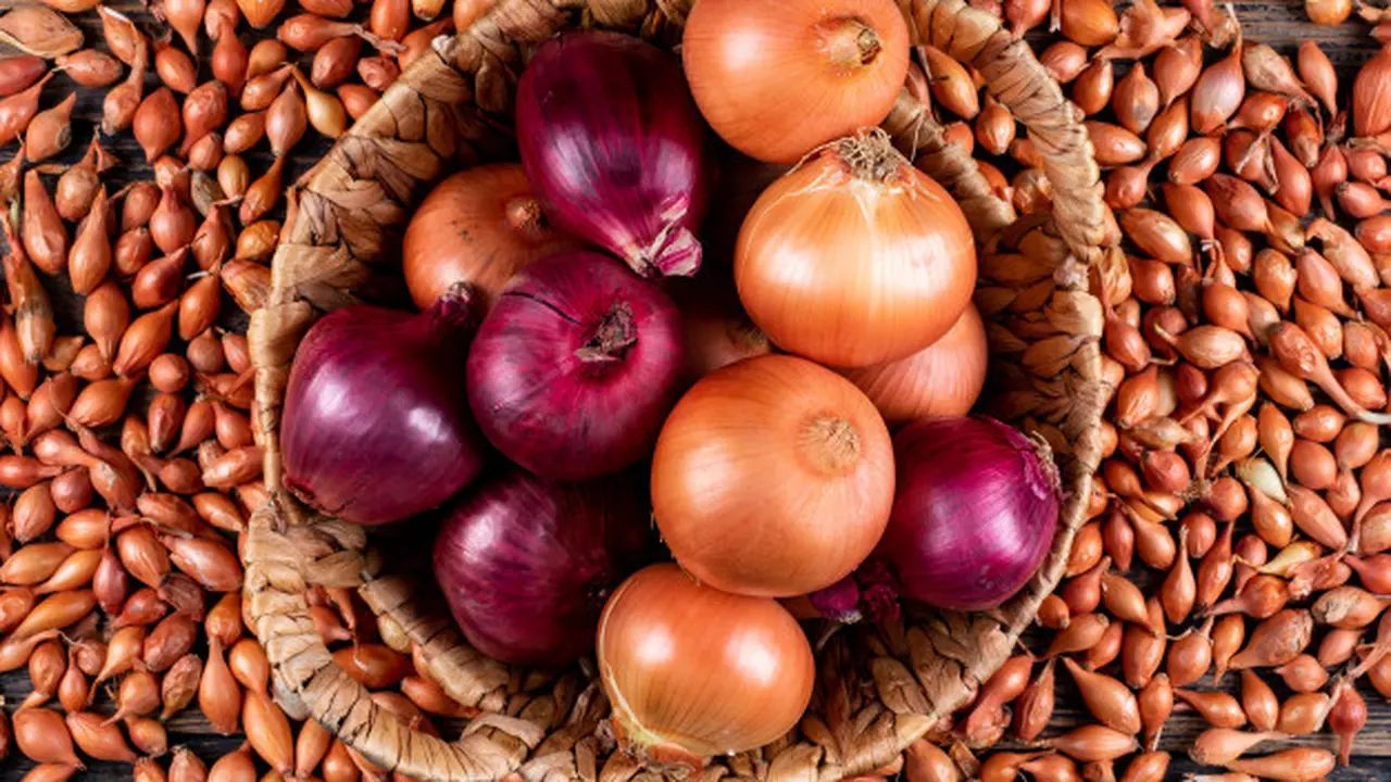 Gambar Ilustrasi Bawang