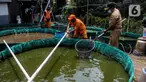 Petugas PPSU Kelurahan Grogol Utara melakukan budidaya ikan lele dan nila dengan sistem bioflok memanfaatkan lahan fasos-fasum milik Pemprov DKI Jakarta di Jalan Biduri Bulan I, Blok J2 Permata Hijau, Kebayoran Lama, Jakarta Selatan, Kamis (27/1/2022). (Liputan6.com/Johan Tallo)