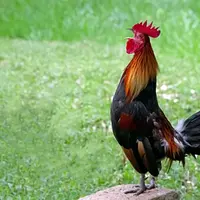 Tenyata setiap negara punya pengucapan yang berbeda dalam menirukan suara hewan.