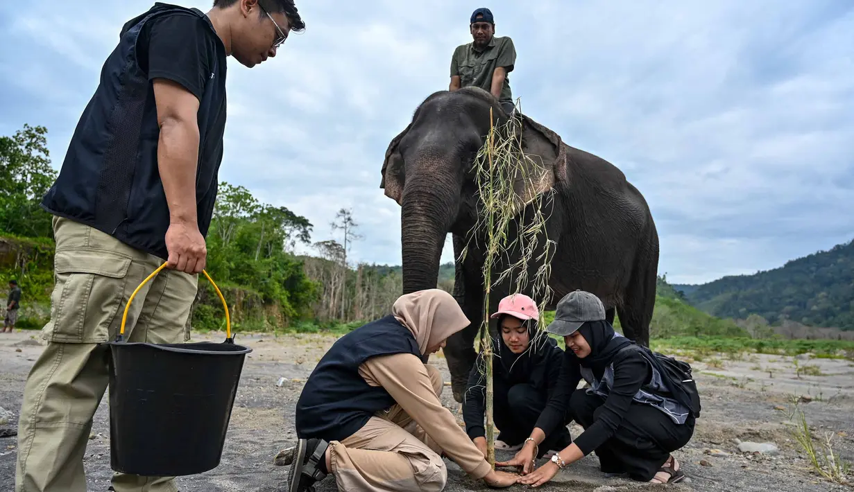 Relawan peduli lingkungan menanam pohon di Daerah Aliran Sungai (DAS) Peusangan, Negeri Antara, Bener Meriah, Aceh, Sabtu (18/7/2026). (AFP/ Chaideer Mahyuddin)