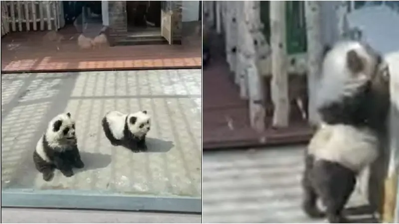 Kebun Binatang Ini Ubah Anjing Jadi 'Panda Palsu', Diwarnai Hitam Putih