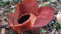 Rafflesia Arlodi tumbuh dan mekar di Kebun Raya Bogor.