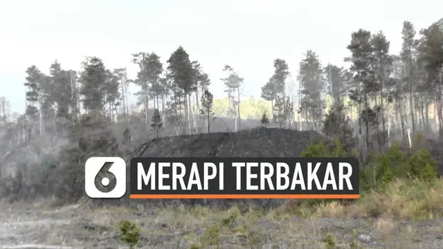 Kebakaran di area hutan gunung Merapi akhirnya bisa dipadamkan setelah api berkobar sekitar satu minggu. Kini petugas dan relawan memastikan tidak ada bara api yang berpotensi sulut kebakaran.