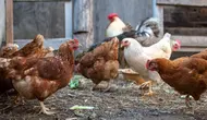 Cara Mengatasi Ayam Kampung yang Lama Tidak Bertelur, Ternyata Bukan Hanya Soal Pakan