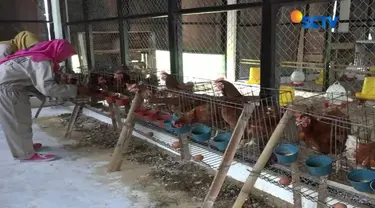 Proses inseminasi dilakukan seperti pada sapi. Sperma diambil dari ayam buras jantan pilihan yang berbobot di atas 2 kilogram.