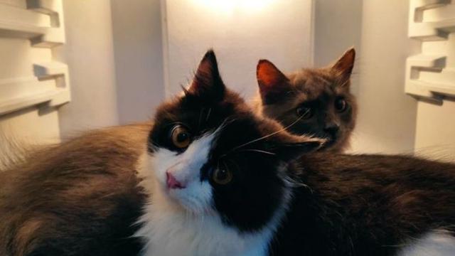 Kucing di Dalam Kulkas