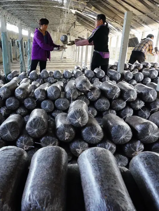 Warga menyusun media tanam untuk jamur pangan di sebuah rumah kaca di Wilayah Luannan, Provinsi Hebei, China utara (7/10/2020). Output tahunan dari berbagai jenis jamur pangan di wilayah tersebut mencapai lebih dari 10 juta kilogram. (Xinhua/Yang Shiyao)