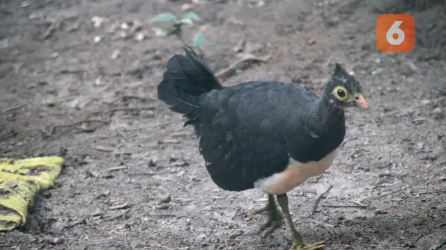 Burung dengan nama latin Macrocephalon maleo ini ditetapkan di Kabupaten Bone Bolango (Bonebol), Gorontalo (Foto: Arfandi Ibrahim/Liputan6.com)
