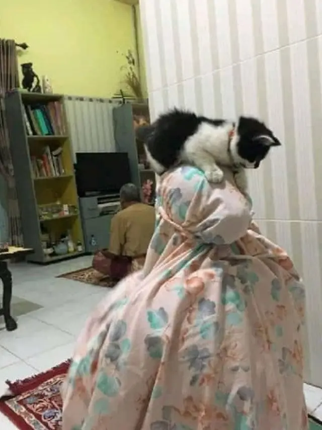 Kucing