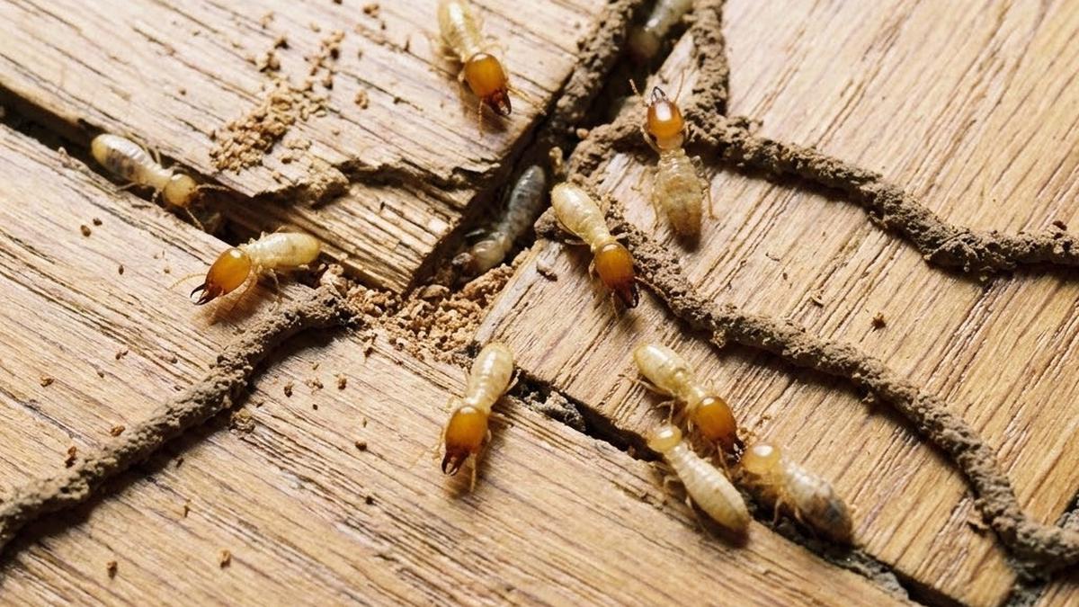 9 Cara Membasmi Rayap Tanah Tanpa Bongkar Lantai yang Efektif dan Aman, Bisa Dicoba
