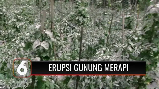 Gunung Merapi kembali memuntahkan material vulkanik sejauh 3.000 meter yang mengguyur enam desa di lereng wilayah Magelang, Jawa Tengah. Erupsi ini membuat ratusan hektar berbagai kebun palawija tertutup abu vulkanik dan terancam gagal panen.