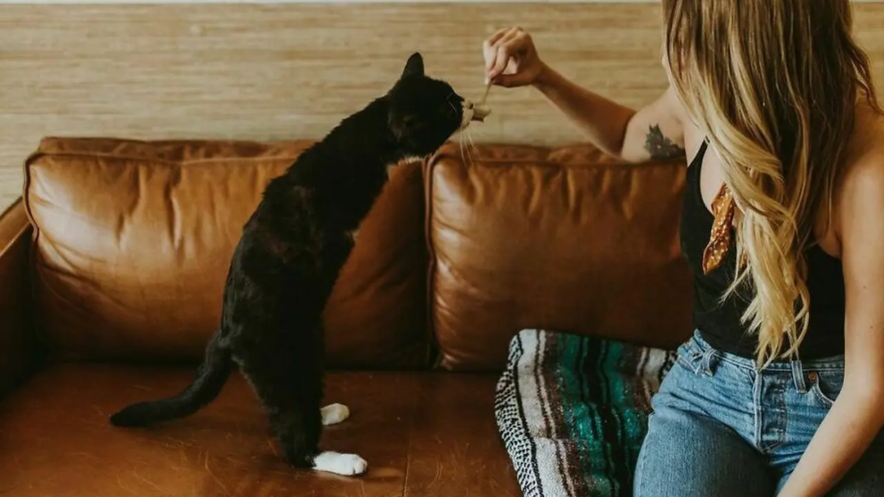 Cairistiona Flatley mengadopsi kucing disabilitas