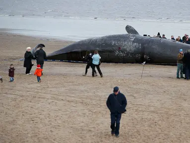Sejumlah wisatawan melihat bangkai paus sperma yang tergeletak di atas pasir setelah terdampar di pantai Skegness, Inggris, Senin (25/1). Menurut media setempat, tiga paus sperma ditemukan mati terdampar pada akhir pekan lalu. (REUTERS / Andrew Yates)