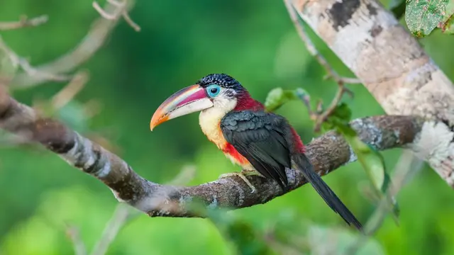 32 Burung yang Memiliki Warna Paling Indah di Dunia