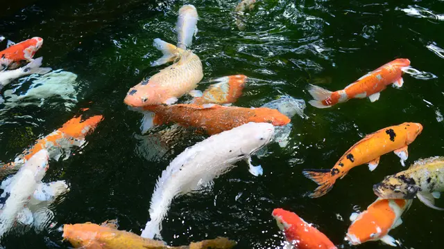 ilustrasi jenis ikan koi/Odd Fellow/unsplash