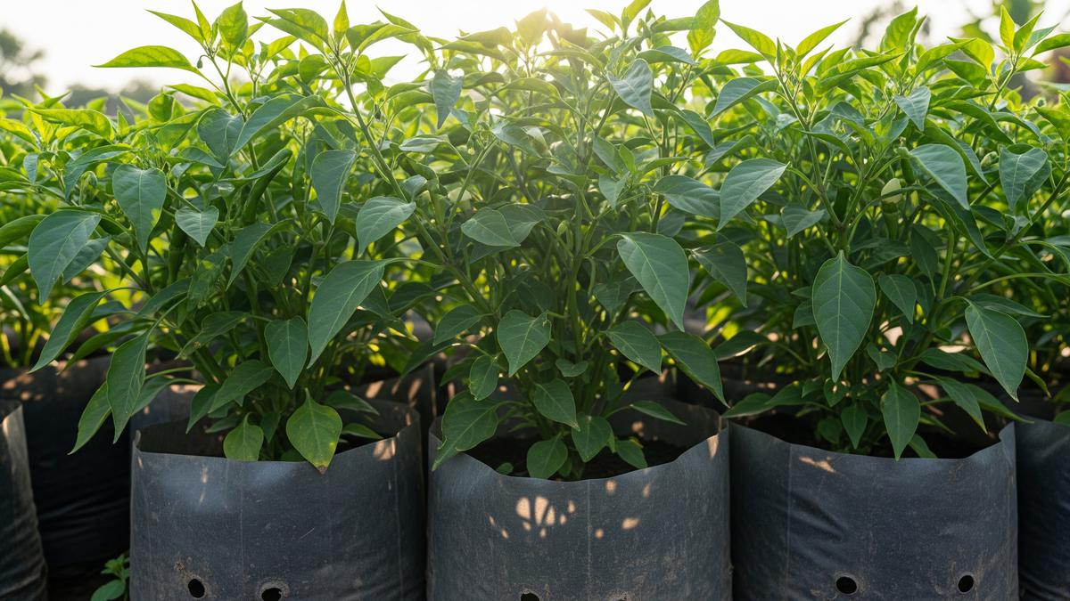 Kenapa Cabai di Polybag Hanya Rimbun Daun Tapi Tidak Berbuah? Ini 5 ‘Dosa Tanam’ yang Sering Dilakukan