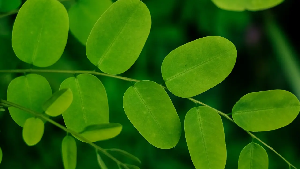 Daun Kelor