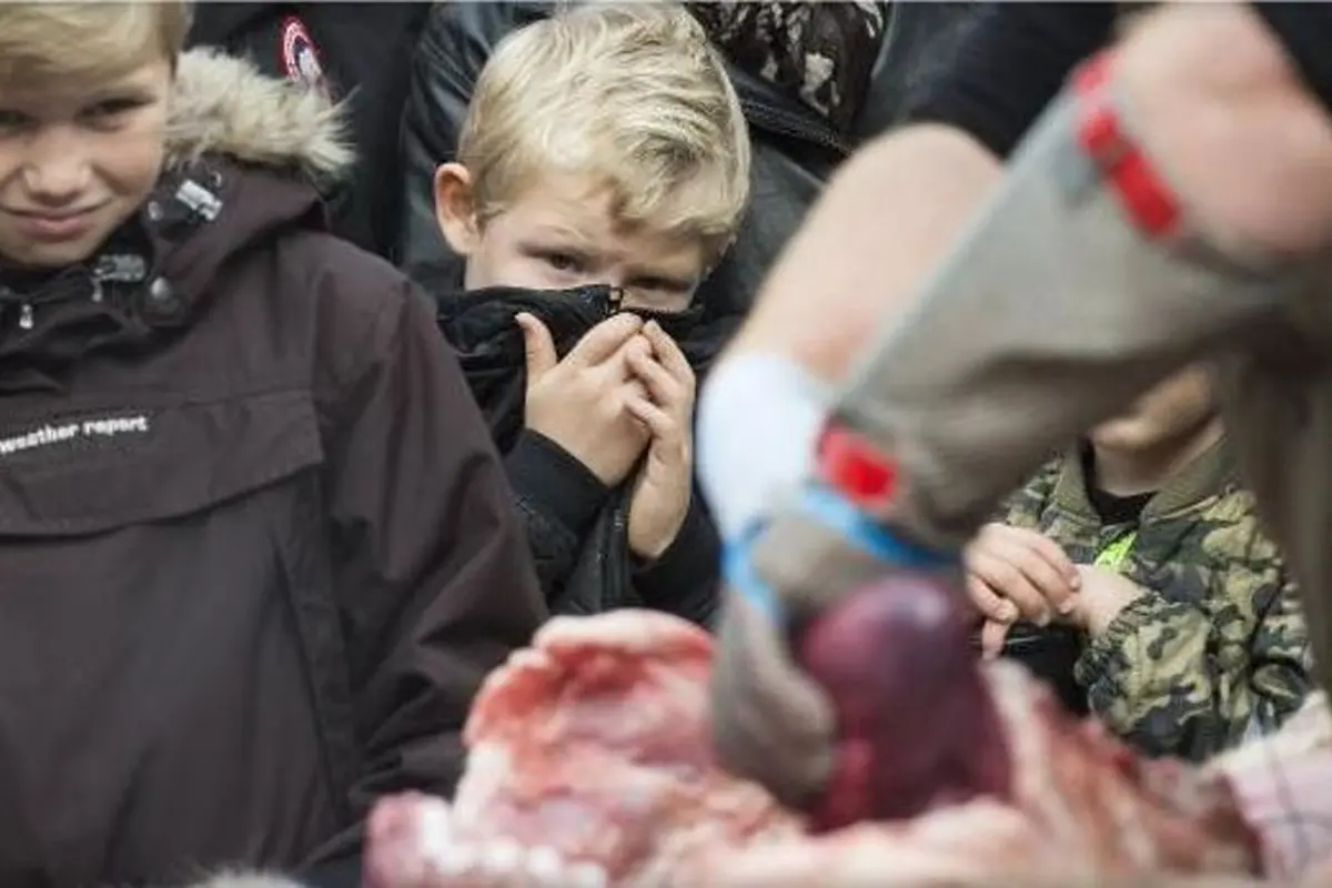Sadis! Kebun Binatang di Denmark Bedah Singa di Depan Anak-anak