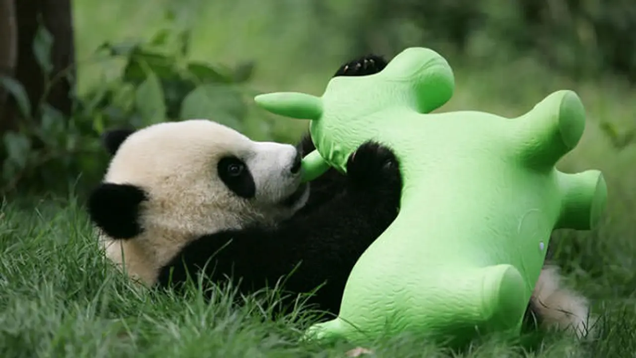 Panda di tempat penitipan Lembaga Penelitian Chengdu, Cina