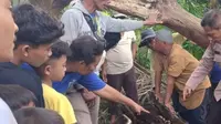 Geger! Warga Serdang Bedagai Temukan Kerangka Manusia dalam Batang Pohon Aren saat Panen Sawit