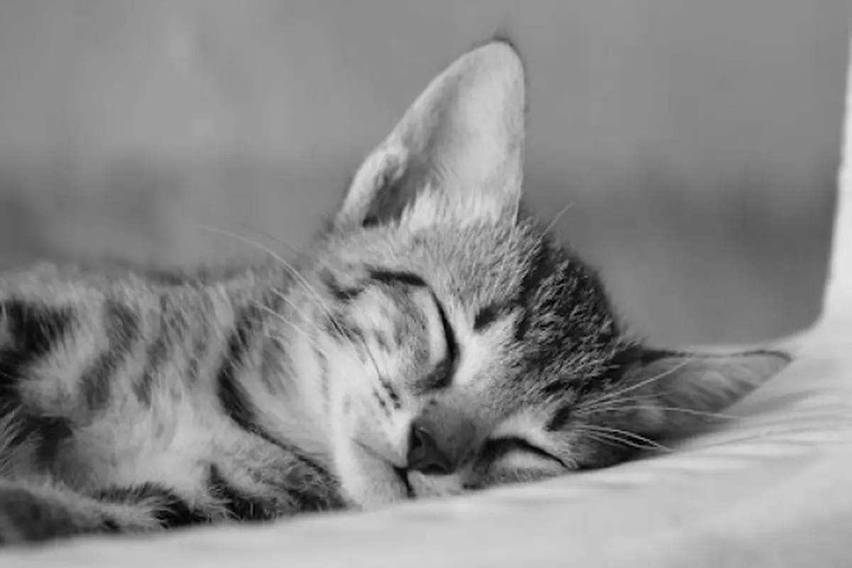 cat 1