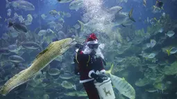 Penyelam berpakaian Santa Claus memberi makan binatang yang ada didalam akuarium. Kuala Lumpur, Malaysia, Senin (7/12). Kegiatan ini sebagai salah satu kegiatan untuk menjelang hari Natal. (REUTERS/Olivia Harris)