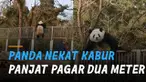 Seekor panda berusia enam tahun itu berhasil berdiri di atas pilar setinggi dua meter.