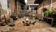 7 Cara Membuat Tempat Mandi Debu Ayam di Halaman Sempit, Hemat Tempat dan Mudah Ditiru