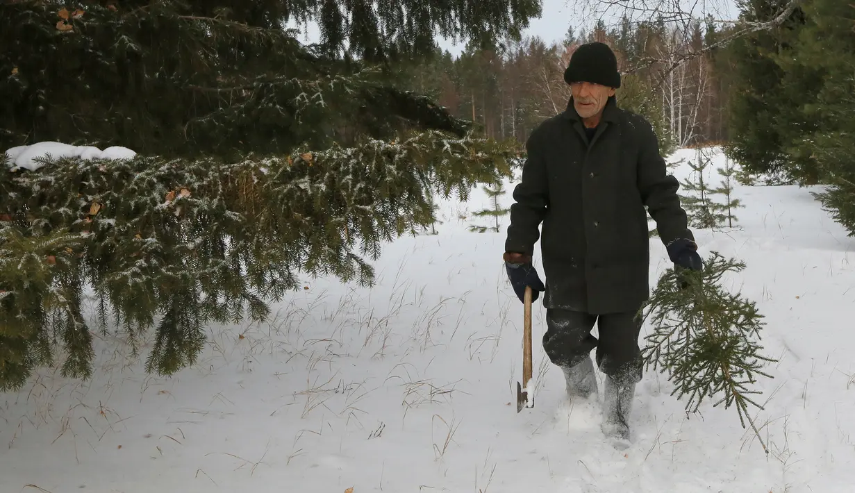 Mikhail Baburin (66) memotong pohon untuk dijadikan Pohon Natal di desa Mikhailovka, Siberia, 5 Desember 2016. Baburin adalah penduduk terakhir Desa Mikhailovka, yang didirikan oleh migran dari Mordovia, Rusia, pada abad ke-19. (REUTERS/Ilya Naymushin)