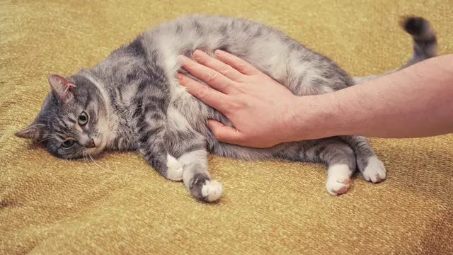 Kucing.