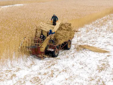 Pemandangan udara menunjukkan pekerja lapangan memotong buluh di The Vistula Spit dekat Desa Jagodno, dekat Elblag, Polandia utara, 19 Februari 2021. Buluh tersebut dipotong di musim dingin dengan pemanen khusus selama cuaca beku. (MATEUSZ SLODKOWSKI/AFP)