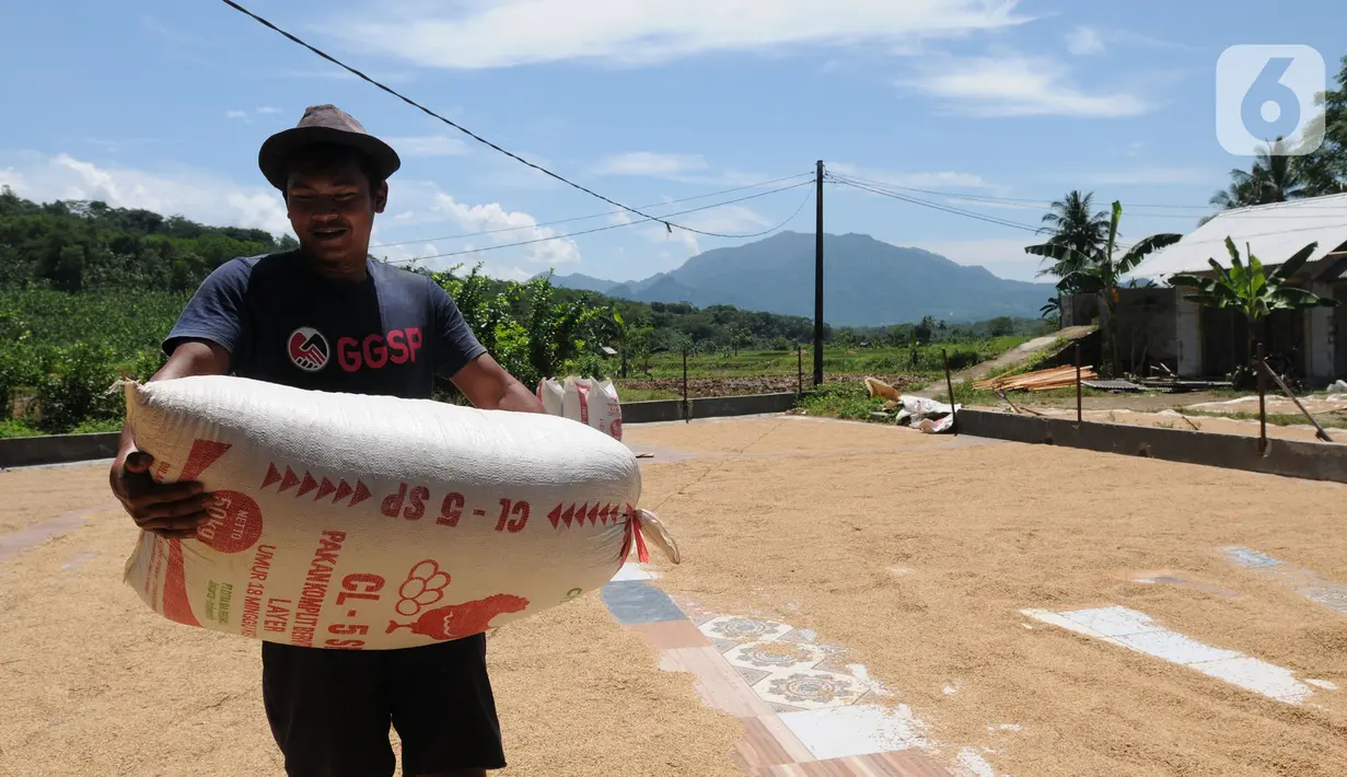 Buruh tani membawa karung berisi gabah di kawasan Tanjung Sari, Kabupaten Bogor, Jawa Barat, Senin (14/3/2022). Sejak sepekan terakhir, harga gabah kering giling di tingkat petani naik dari Rp 4.400 menjadi Rp 4.600 per kilogram. (merdeka.com/Arie Basuki)