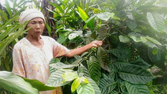 Sehin merawat tanaman kopinya, tiap pagi. (Foto: Liputan6.com/Kodim 0702/PBG/Muhamad Ridlo)