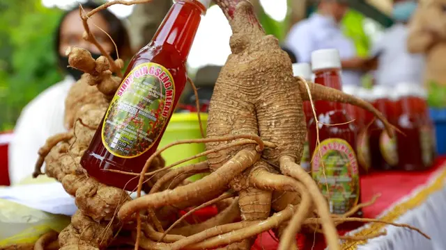 Budidaya gingseng merah di Banyuwangi (Dian Kurniawan/Liputan6.com)