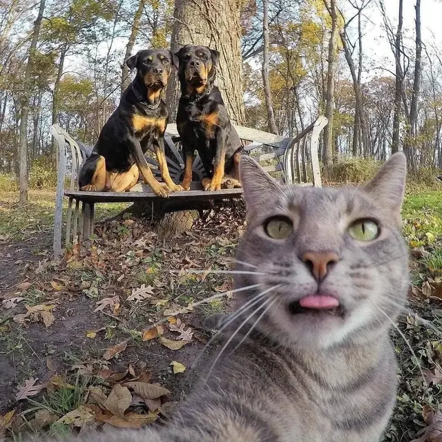Selfie Kucing Bareng Anjing