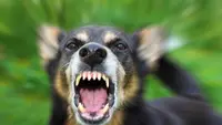 Ilustrasi anjing pembawa rabies (Istimewa)