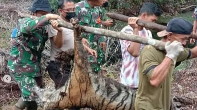 Harimau sumatra
