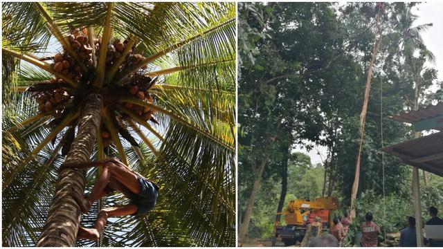 Diduga Kelelahan, Kakek 68 Tahun Tewas Saat Berada di Atas Pohon Setinggi 30 Meter
