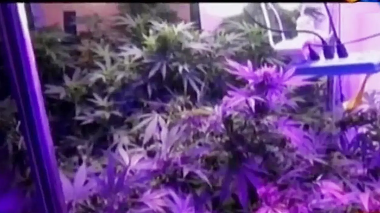 VIDEO: Polisi Temukan Kebun Ganja di Apartemen Pluit