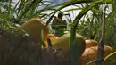Petani memanen buah timun suri di lahan garapan kawasan Sawangan, Depok, Minggu (3/4/2022). Timun suri yang biasa diolah menjadi minuman wajib untuk menemani berbuka puasa ini dijual dari harga Rp 9ribu - Rp 20ribu tergantung ukurannya. (merdeka.com/Arie Basuki)