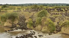 Ratusan Wildebeest menyeberangi sungai di Masai Mara saat berimigrasi, Kenya (4/9/2015). Wildebeest bermigrasi hingga jarak ratusan kilometer demi menemukan padang rumput selama musim kering di Kenya. (AFP PHOTO/Carl de Souza)