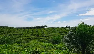 Hamparan kebun sawit yang masuk dalam program peremajaan sawit rakyat PTPN V. (Liputan6.com/M Syukur)