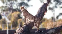 Kebun binatang besar baru pertama di Sydney yang sudah lebih dari 100 tahun akan dibuka pada hari Sabtu. (Liputan6/Sydney Zoo)