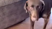 Ekspresi Anjing yang 'Cemburu' pada Bayi Manusia