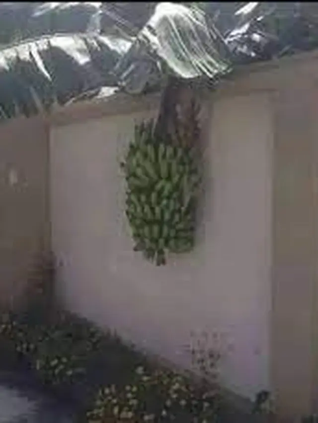 6 Rezeki Tak Terduga Dapat Banyak Pisang Ini Bikin Senyum Bahagia