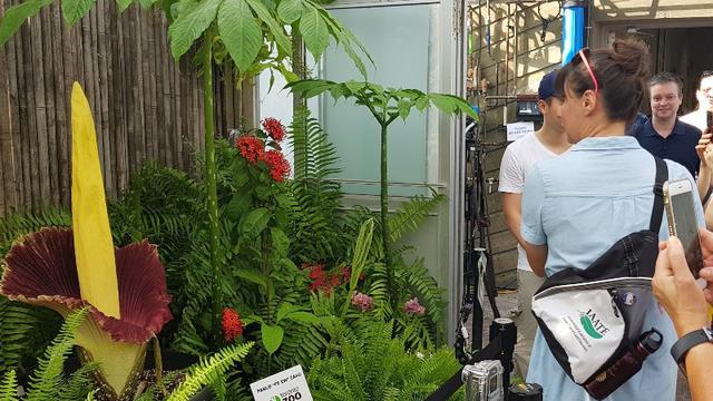 Pertama Kali Mekar di Kanada, Bunga Bangkai Diserbu Pengunjung