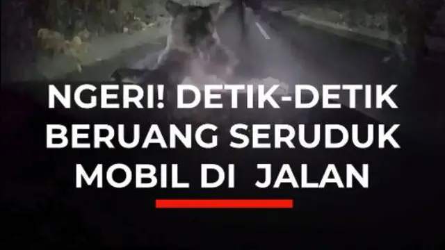 NGERI! DETIK-DETIK BERUANG SERUDUK MOBIL DI JALAN
