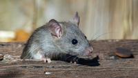 Cara Mengusir Tikus dalam Islam dari Rumah: Pahami Doa dan Langkah Konkret yang Dilakukan