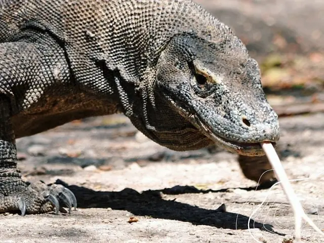 Tuai Protes Ini Alasan Pembangunan Wisata Di Taman Nasional Komodo Klaim Kaidah Konservasi Lifestyle Fimela Com