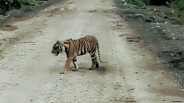 Harimau Bonita ketika masih bebas berkeliaran di Dusun Danau, Kecamatan Pelangiran, Kabupaten Indragiri Hilir.